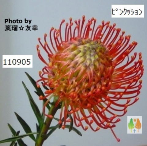 �s���N�b�V����