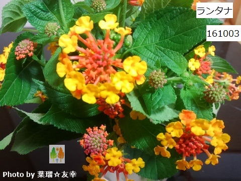 �����^�i