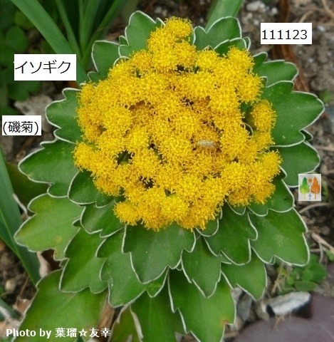 C\MN